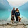 House sit pet parent - Calgary home with two cuddly, affectionate large dogs seeking experienced sitter