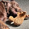 House sit pet parent - Looking for dog loving country folk to look after our home and animals