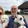 House sit pet parent - One Jack Russell & one Coton de Tulear in beautiful Normandy, France