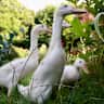 House sit pet parent - West Coast Living - Irish Style