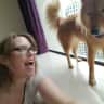 House sit pet parent - Budapest city living complete with a playful Finnish Spitz.