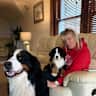 House sit pet parent - Farm stay with our Bernese mountain dogs
