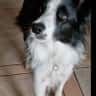 House sit pet parent - Berkshire Farmhouse - SOON