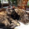 House sit pet parent - Whidbey Island quiet neighborhood house with two kitties and house plants.