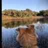 House sit pet parent - House sit in the Algarve with a dog, chickens and a lovely garden