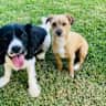 House sit pet parent - Algarve villa winter sun break in the countryside with two small furry friends
