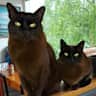 House sit pet parent - Modern comfortable home with lovely views & 2 x Burmese cats in Tamorth