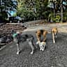 House sit pet parent - Cozy 5-Bdrm Retreat in Wine Country with 4 Lovable Dogs & a Cat