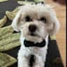 House sit pet parent - Casa del Roble , Pinoso, Alicante region, Spain
