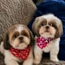 House sit pet parent - Come Enjoy my Pool and take care of my spoiled furry Babies!