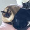House sit pet parent - Beautiful Home with two Sweet Kitties