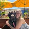 House sit pet parent - One bedroom apartment in Colorado with a snuggly chocolate lab puppy