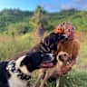 House sit pet parent - Mexican Tropical Beach Hacienda