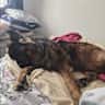 House sit pet parent - 