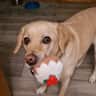 House sit pet parent - Seaside Town, Blue Flag Beaches, Quiet Home And Snuggly Oscar.