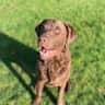 House sit pet parent - Askari needs 3 weeks of special love - he’s big, young and intense!