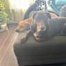 House sit pet parent - Santa Barbara paradise with loving dogs