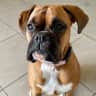 House sit pet parent - Beach side pet sit with a gorgeous Boxer dog