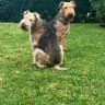 House sit pet parent - Hollywood Hills single family home with 2 Airedale Terriers!!