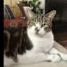 House sit pet parent - Hi,  I live in a suburb of NYC.  It is very quiet.