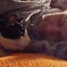 House sit pet parent - Home+gardens, sweet pets, in beautiful rural valley nearby redwoods & coast