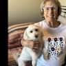 House sit pet parent - Little white fluffy dog looking for sitters for a Lake Havasu Home with swim spa