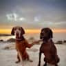 House sit pet parent - 2 Sweet dogs are looking for a sweet sitter
