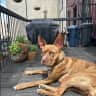 House sit pet parent - Prime Park Slope Pup
