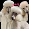 House sit pet parent - 4 super Standard Poodles want a sitter