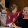 House sit pet parent - Hop to Kent