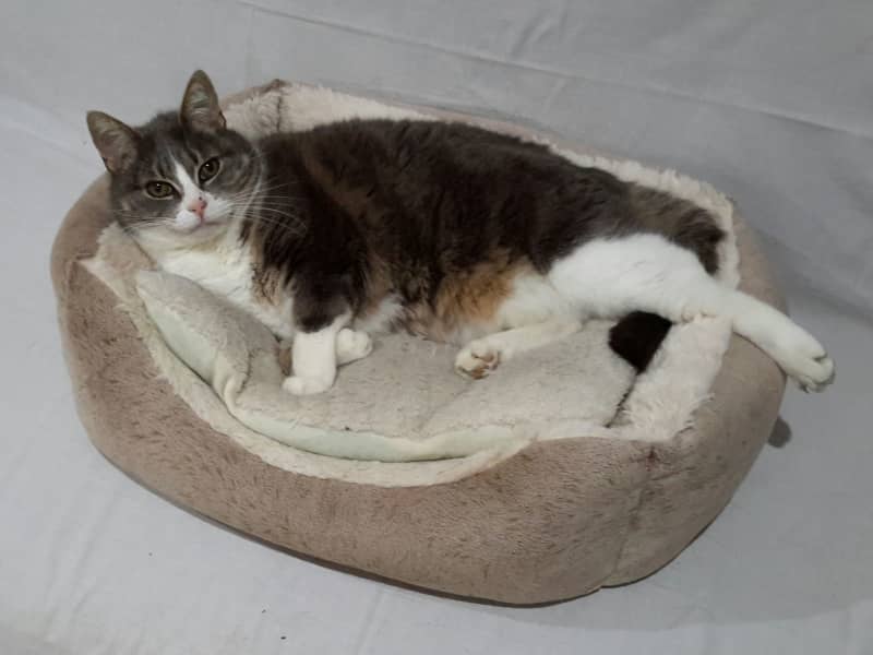 Housesitting assignment in Yallambie, Victoria, Australia