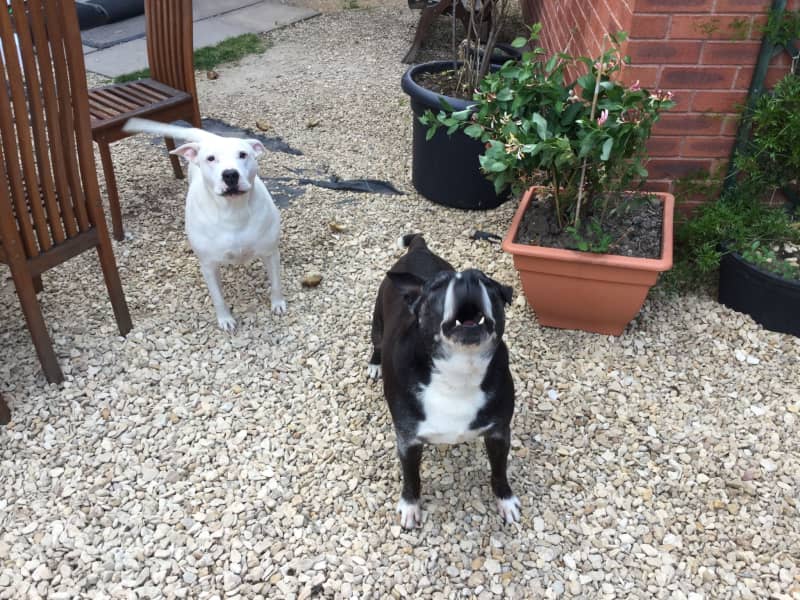 Housesitting assignment in Tewkesbury, United Kingdom