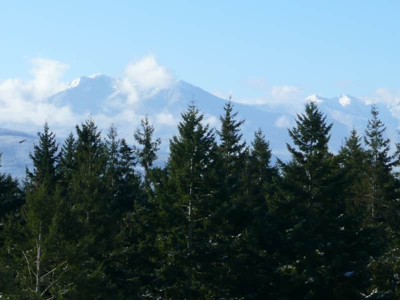 Housesitting assignment in Sequim, Washington, United States