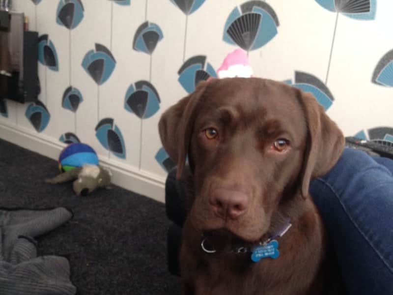 Housesitting assignment in Connahs Quay, United Kingdom