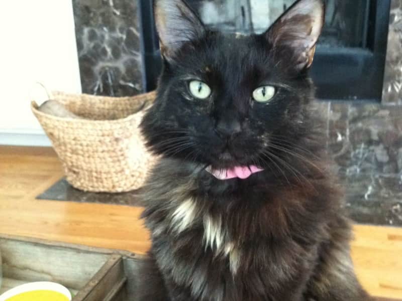 Housesitting assignment in Incheon, South Korea
