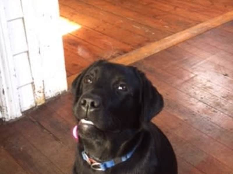 Housesitting assignment in Bronte, New South Wales, Australia