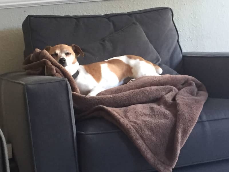 Housesitting assignment in Seattle, Washington, United States