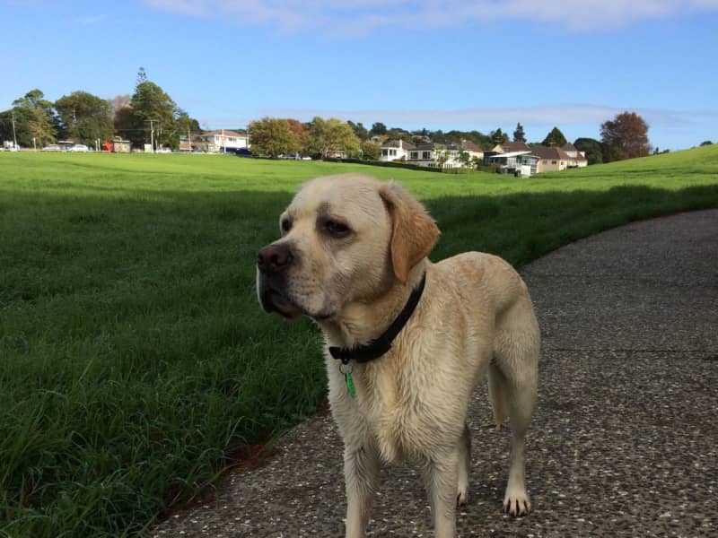 Housesitting assignment in Glendowie, New Zealand