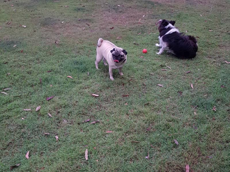 Housesitting assignment in Logan Village, Queensland, Australia