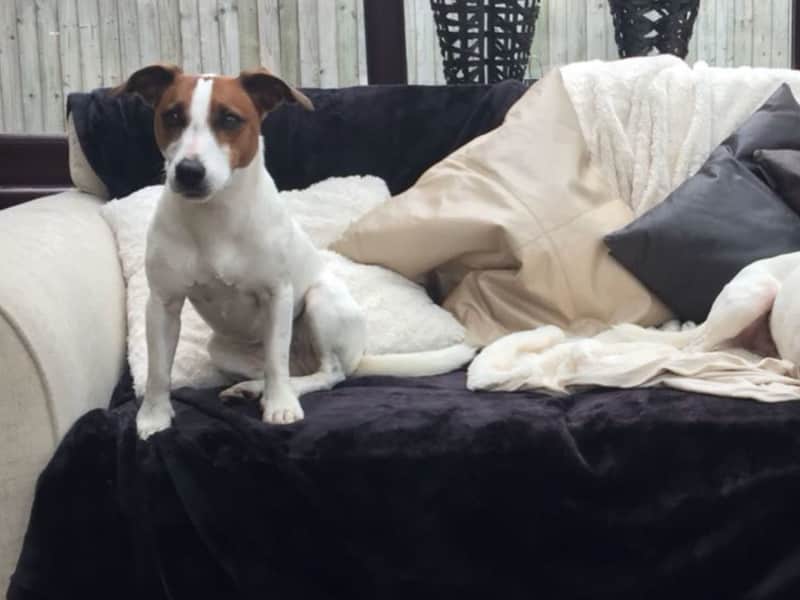 Housesitting assignment in Leicester, United Kingdom