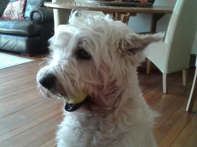 Housesitting assignment in Treharris, United Kingdom