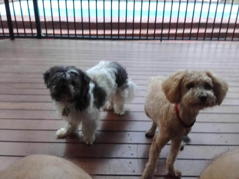 Housesitting assignment in Kewarra Beach, Queensland, Australia