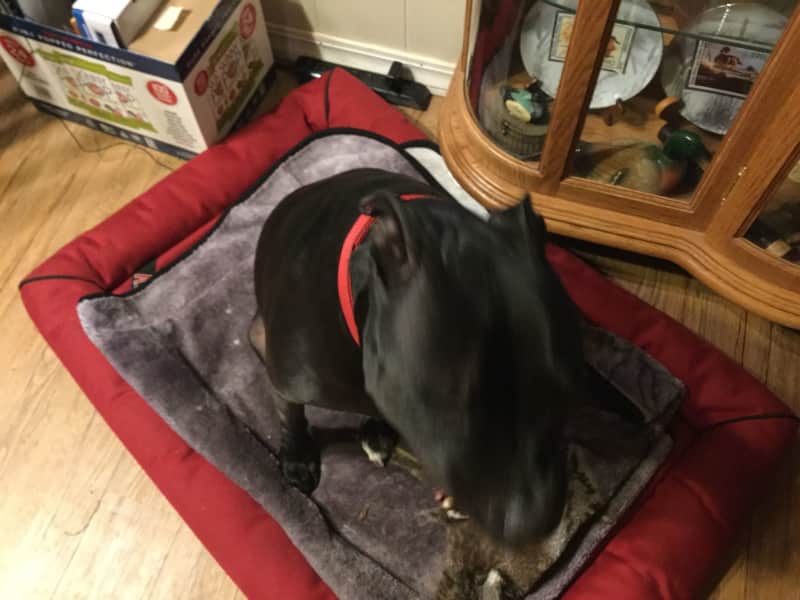 Housesitting assignment in Georgetown, California, United States