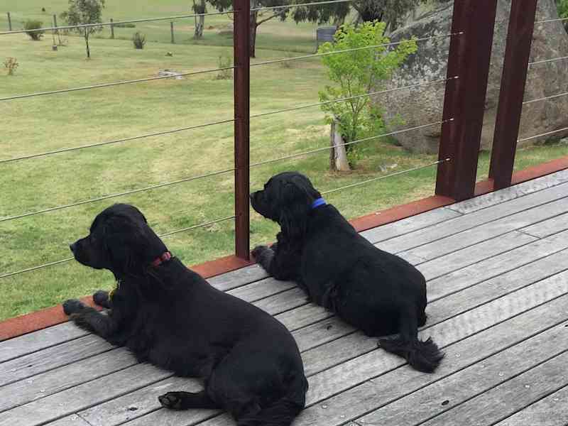 Housesitting assignment in Kyneton, Victoria, Australia