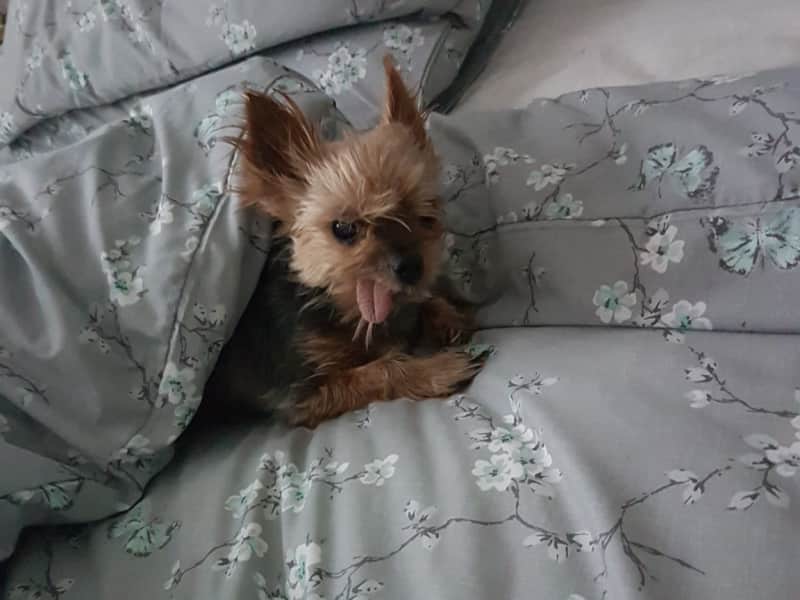 Housesitting assignment in Coatbridge, United Kingdom