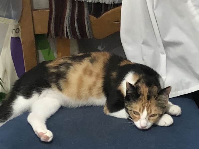 Housesitting assignment in Rochdale, United Kingdom