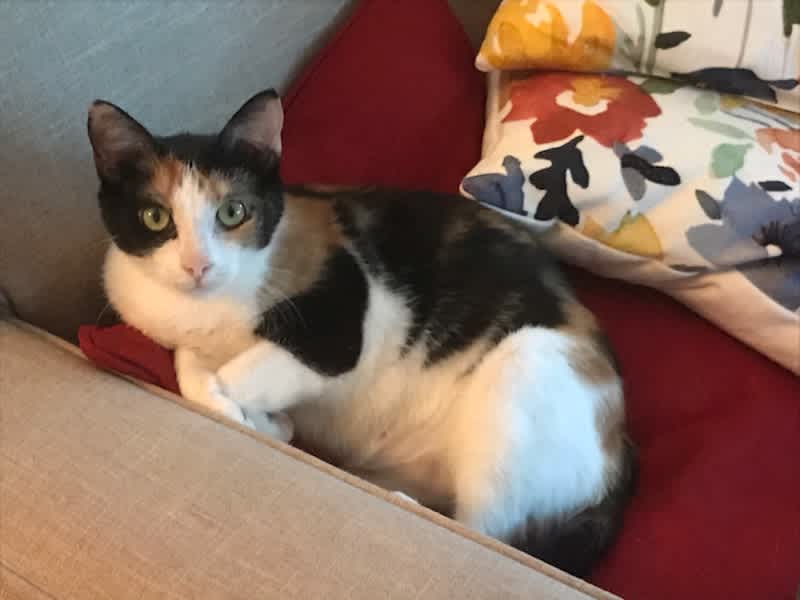 Housesitting assignment in Naples, Florida, United States