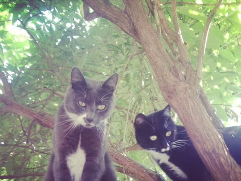 Housesitting assignment in Gent, Belgium