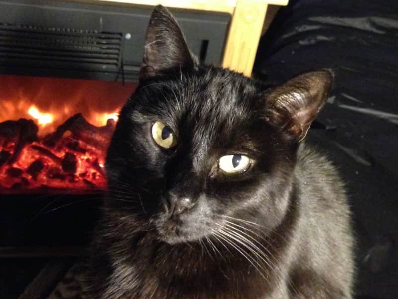 Housesitting assignment in Danville, California, United States