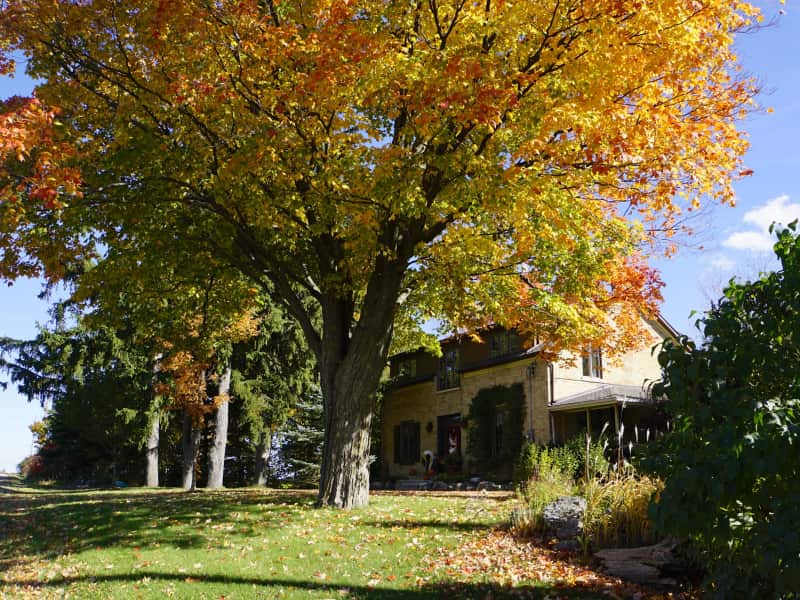 Housesitting assignment in Milton, Ontario, Canada